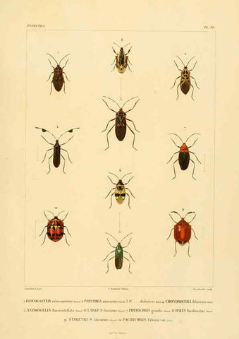 Reproducción/Reproduction 6303250620: Voyage dans l'Amérique Méridionale. v.9. Paris :Pitois-Levrault,1835-47