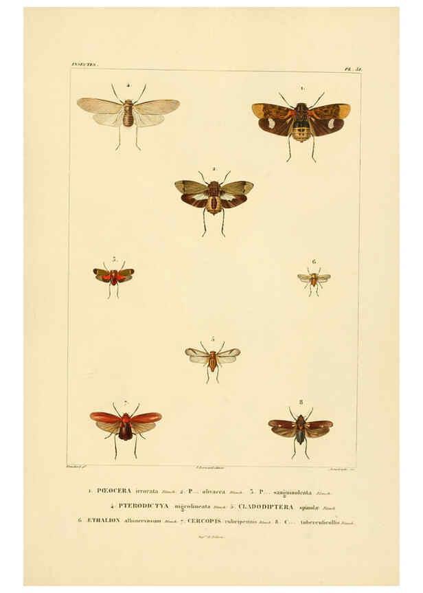 Reproducción/Reproduction 6303250908: Voyage dans l'Amérique Méridionale. v.9. Paris :Pitois-Levrault,1835-47