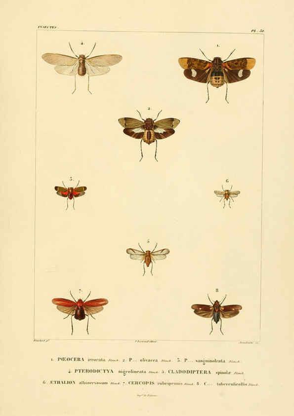 Reproducción/Reproduction 6303250908: Voyage dans l'Amérique Méridionale. v.9. Paris :Pitois-Levrault,1835-47