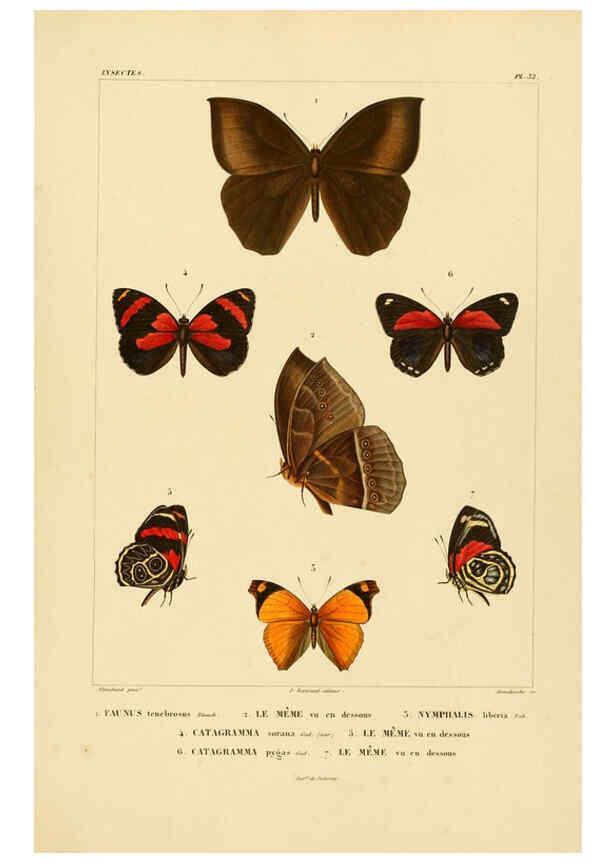 Reproducción/Reproduction 6303251130: Voyage dans l'Amérique Méridionale. v.9. Paris :Pitois-Levrault,1835-47