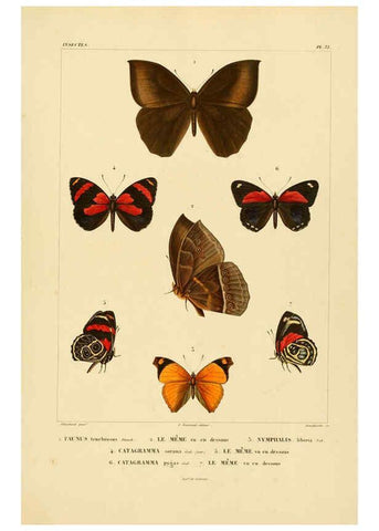 Reproducción/Reproduction 6303251130: Voyage dans l'Amérique Méridionale. v.9. Paris :Pitois-Levrault,1835-47