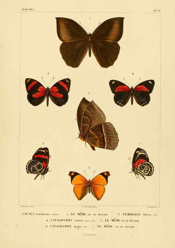 Reproducción/Reproduction 6303251130: Voyage dans l'Amérique Méridionale. v.9. Paris :Pitois-Levrault,1835-47