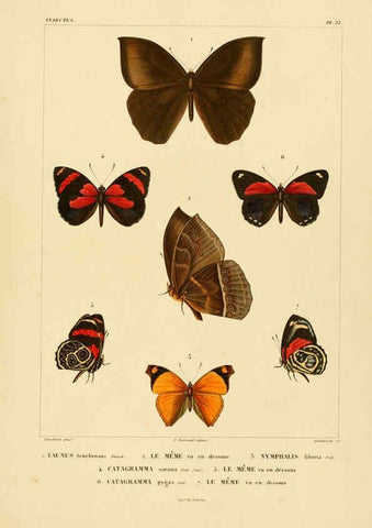 Reproducción/Reproduction 6303251130: Voyage dans l'Amérique Méridionale. v.9. Paris :Pitois-Levrault,1835-47