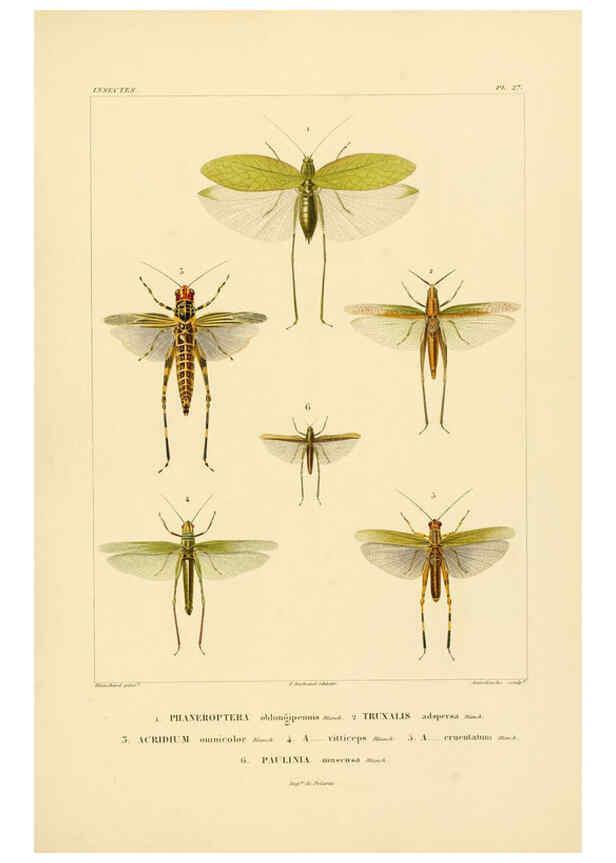 Reproducción/Reproduction 6303249912: Voyage dans l'Amérique Méridionale. v.9. Paris :Pitois-Levrault,1835-47