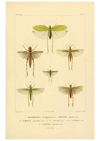 Reproducción/Reproduction 6303249912: Voyage dans l'Amérique Méridionale. v.9. Paris :Pitois-Levrault,1835-47