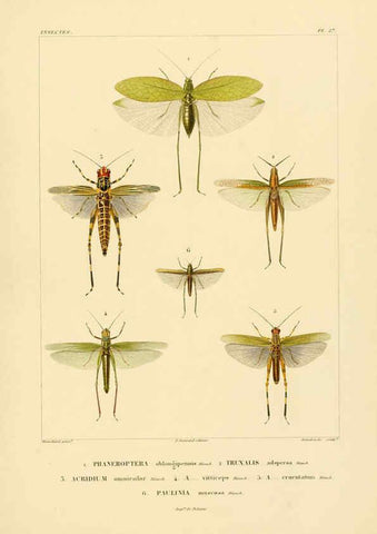 Reproducción/Reproduction 6303249912: Voyage dans l'Amérique Méridionale. v.9. Paris :Pitois-Levrault,1835-47