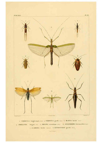 Reproducción/Reproduction 6302724291: Voyage dans l'Amérique Méridionale. v.9. Paris :Pitois-Levrault,1835-47