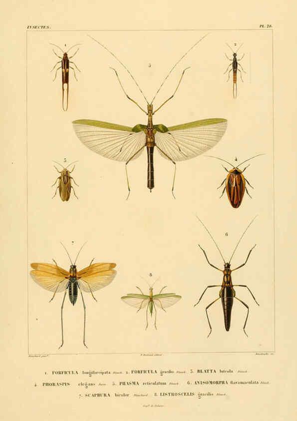 Reproducción/Reproduction 6302724291: Voyage dans l'Amérique Méridionale. v.9. Paris :Pitois-Levrault,1835-47