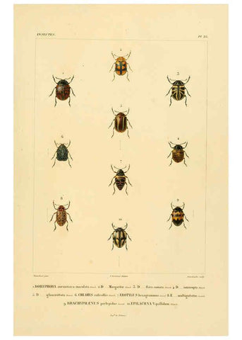 Reproducción/Reproduction 6302723973: Voyage dans l'Amérique Méridionale. v.9. Paris :Pitois-Levrault,1835-47