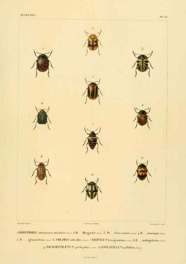 Reproducción/Reproduction 6302723973: Voyage dans l'Amérique Méridionale. v.9. Paris :Pitois-Levrault,1835-47