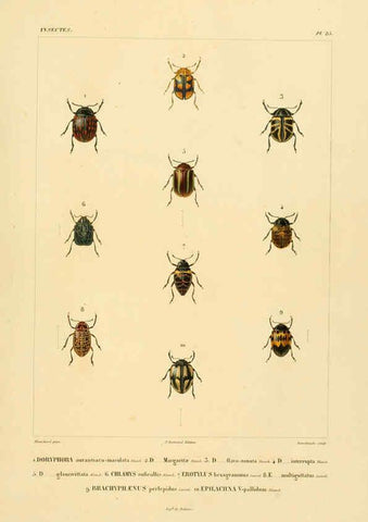 Reproducción/Reproduction 6302723973: Voyage dans l'Amérique Méridionale. v.9. Paris :Pitois-Levrault,1835-47
