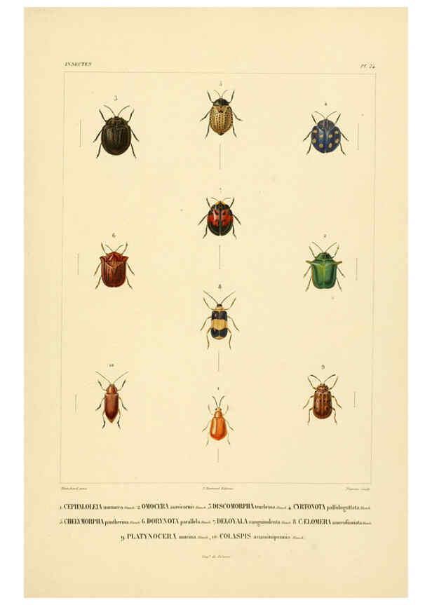 Reproducción/Reproduction 6302723761: Voyage dans l'Amérique Méridionale. v.9. Paris :Pitois-Levrault,1835-47