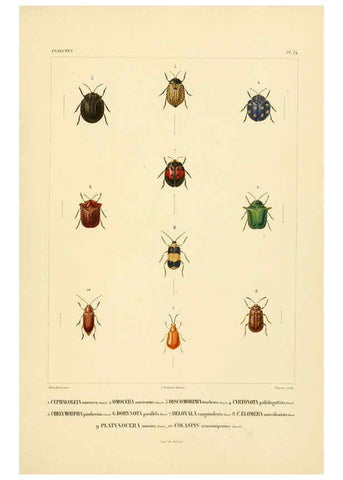 Reproducción/Reproduction 6302723761: Voyage dans l'Amérique Méridionale. v.9. Paris :Pitois-Levrault,1835-47