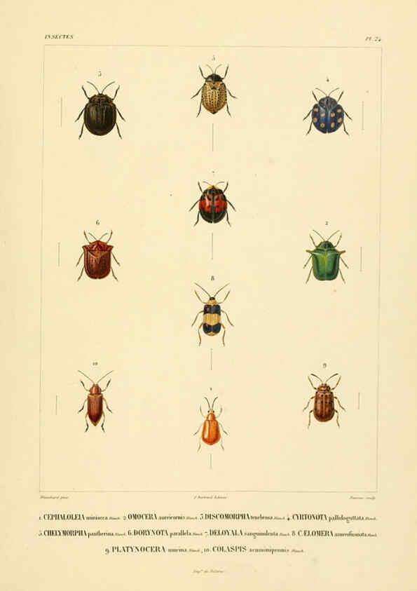 Reproducción/Reproduction 6302723761: Voyage dans l'Amérique Méridionale. v.9. Paris :Pitois-Levrault,1835-47