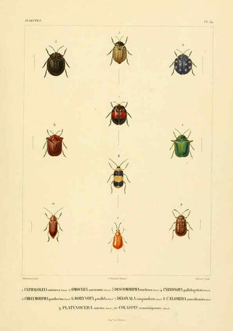 Reproducción/Reproduction 6302723761: Voyage dans l'Amérique Méridionale. v.9. Paris :Pitois-Levrault,1835-47