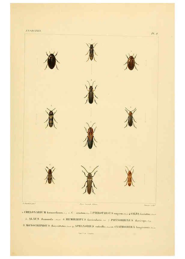 Reproducción/Reproduction 6303245420: Voyage dans l'Amérique Méridionale. v.9. Paris :Pitois-Levrault,1835-47