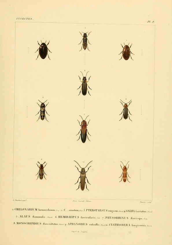 Reproducción/Reproduction 6303245420: Voyage dans l'Amérique Méridionale. v.9. Paris :Pitois-Levrault,1835-47