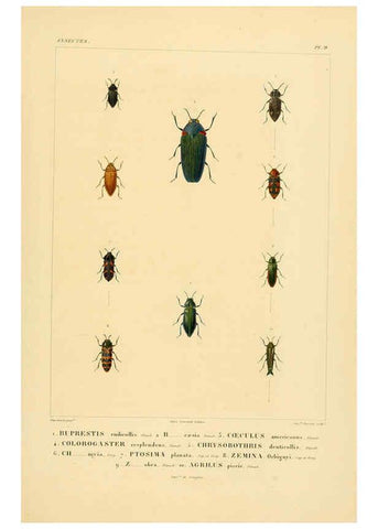 Reproducción/Reproduction 6303245662: Voyage dans l'Amérique Méridionale. v.9. Paris :Pitois-Levrault,1835-47