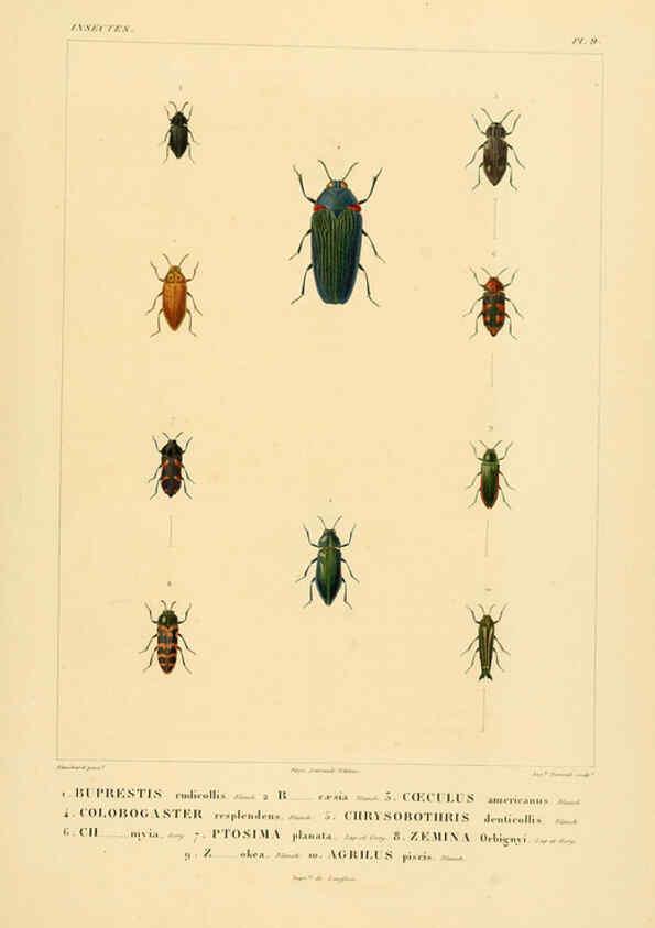 Reproducción/Reproduction 6303245662: Voyage dans l'Amérique Méridionale. v.9. Paris :Pitois-Levrault,1835-47