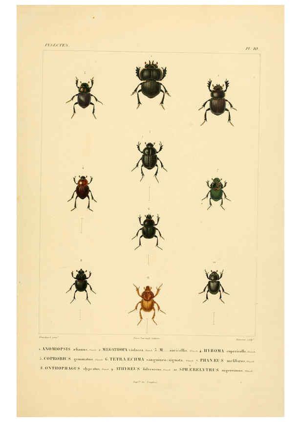 Reproducción/Reproduction 6303245868: Voyage dans l'Amérique Méridionale. v.9. Paris :Pitois-Levrault,1835-47