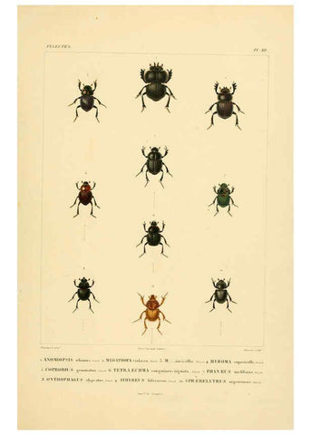 Reproducción/Reproduction 6303245868: Voyage dans l'Amérique Méridionale. v.9. Paris :Pitois-Levrault,1835-47