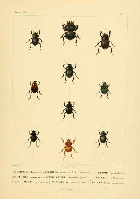 Reproducción/Reproduction 6303245868: Voyage dans l'Amérique Méridionale. v.9. Paris :Pitois-Levrault,1835-47