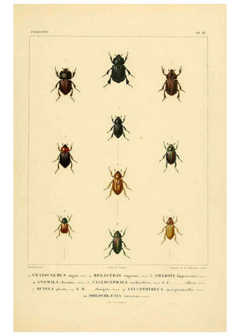Reproducción/Reproduction 6302720517: Voyage dans l'Amérique Méridionale. v.9. Paris :Pitois-Levrault,1835-47