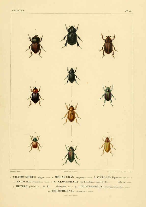 Reproducción/Reproduction 6302720517: Voyage dans l'Amérique Méridionale. v.9. Paris :Pitois-Levrault,1835-47