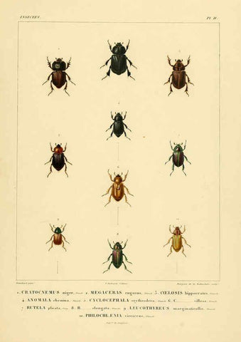 Reproducción/Reproduction 6302720517: Voyage dans l'Amérique Méridionale. v.9. Paris :Pitois-Levrault,1835-47