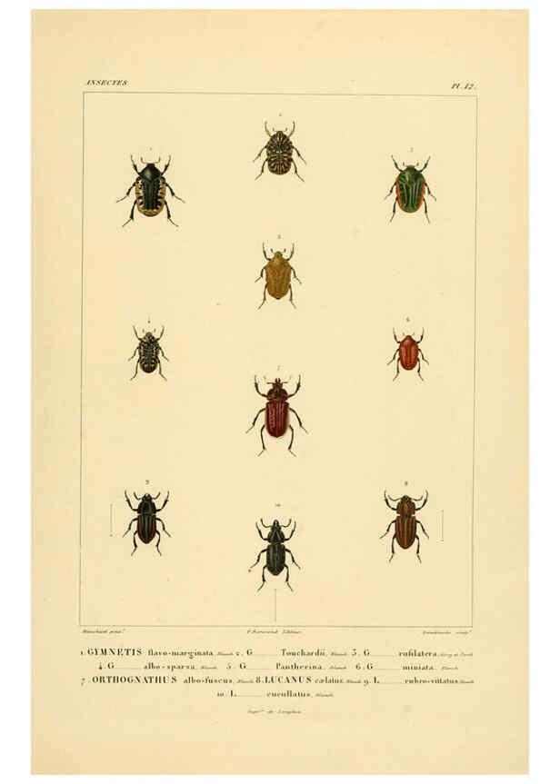 Reproducción/Reproduction 6303246308: Voyage dans l'Amérique Méridionale. v.9. Paris :Pitois-Levrault,1835-47
