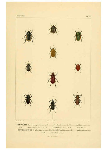 Reproducción/Reproduction 6303246308: Voyage dans l'Amérique Méridionale. v.9. Paris :Pitois-Levrault,1835-47