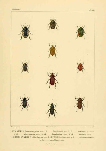 Reproducción/Reproduction 6303246308: Voyage dans l'Amérique Méridionale. v.9. Paris :Pitois-Levrault,1835-47