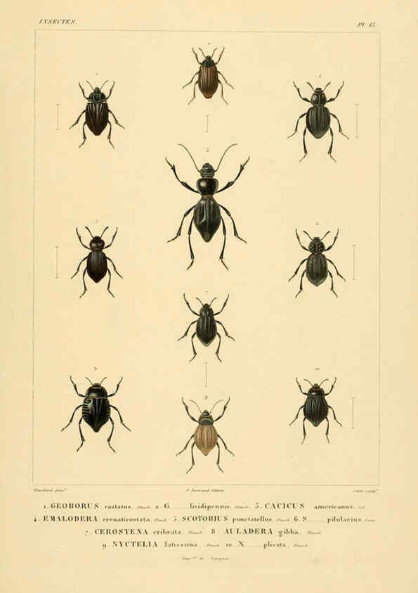 Reproducción/Reproduction 6303246572: Voyage dans l'Amérique Méridionale. v.9. Paris :Pitois-Levrault,1835-47