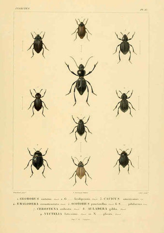 Reproducción/Reproduction 6303246572: Voyage dans l'Amérique Méridionale. v.9. Paris :Pitois-Levrault,1835-47