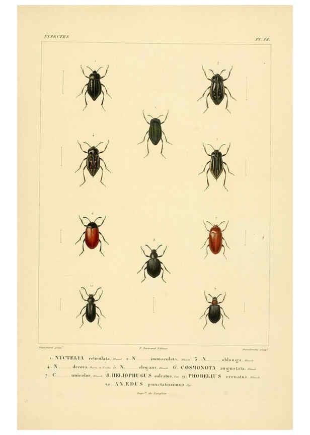 Reproducción/Reproduction 6303246798: Voyage dans l'Amérique Méridionale. v.9. Paris :Pitois-Levrault,1835-47