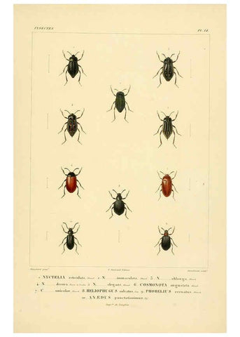Reproducción/Reproduction 6303246798: Voyage dans l'Amérique Méridionale. v.9. Paris :Pitois-Levrault,1835-47