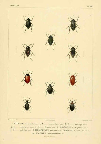 Reproducción/Reproduction 6303246798: Voyage dans l'Amérique Méridionale. v.9. Paris :Pitois-Levrault,1835-47
