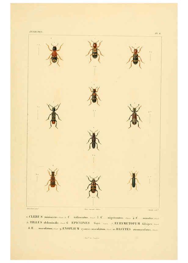 Reproducción/Reproduction 6302719327: Voyage dans l'Amérique Méridionale. v.9. Paris :Pitois-Levrault,1835-47