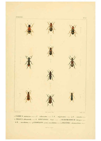 Reproducción/Reproduction 6302719327: Voyage dans l'Amérique Méridionale. v.9. Paris :Pitois-Levrault,1835-47