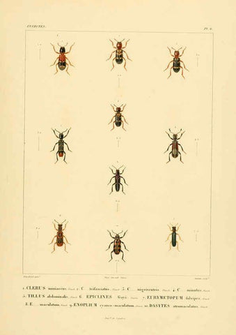 Reproducción/Reproduction 6302719327: Voyage dans l'Amérique Méridionale. v.9. Paris :Pitois-Levrault,1835-47