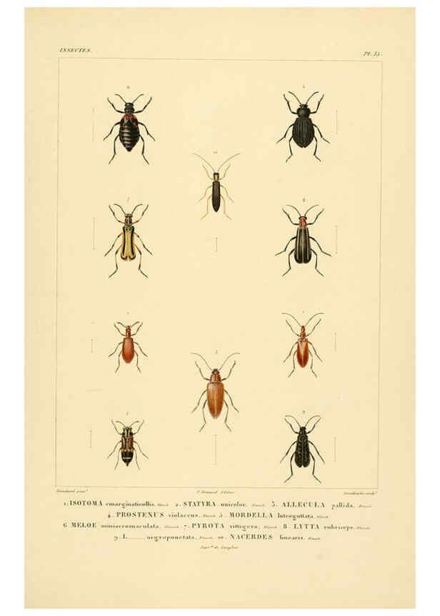 Reproducción/Reproduction 6303246998: Voyage dans l'Amérique Méridionale. v.9. Paris :Pitois-Levrault,1835-47
