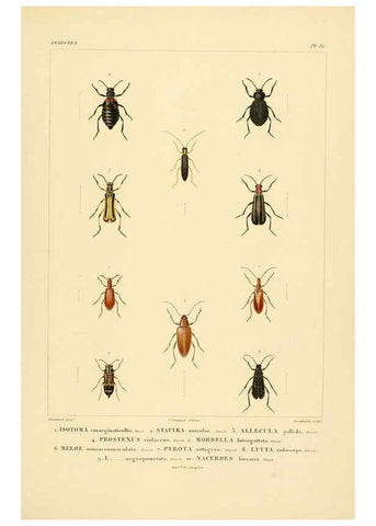 Reproducción/Reproduction 6303246998: Voyage dans l'Amérique Méridionale. v.9. Paris :Pitois-Levrault,1835-47