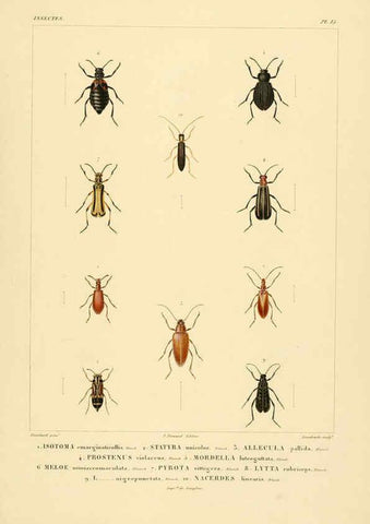 Reproducción/Reproduction 6303246998: Voyage dans l'Amérique Méridionale. v.9. Paris :Pitois-Levrault,1835-47