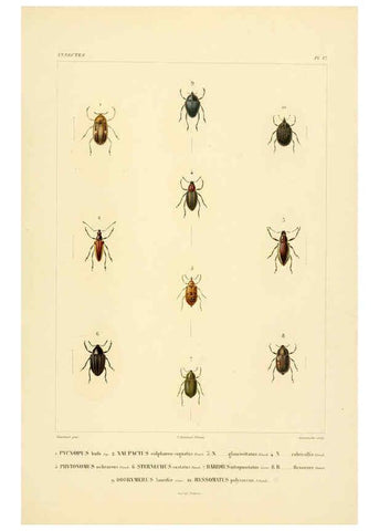 Reproducción/Reproduction 6302722015: Voyage dans l'Amérique Méridionale. v.9. Paris :Pitois-Levrault,1835-47