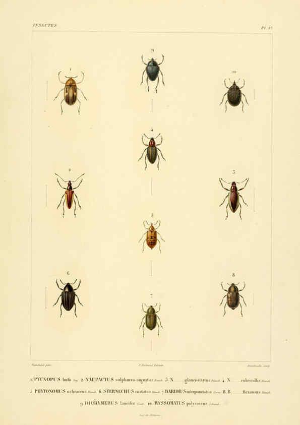 Reproducción/Reproduction 6302722015: Voyage dans l'Amérique Méridionale. v.9. Paris :Pitois-Levrault,1835-47