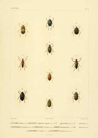 Reproducción/Reproduction 6302722015: Voyage dans l'Amérique Méridionale. v.9. Paris :Pitois-Levrault,1835-47