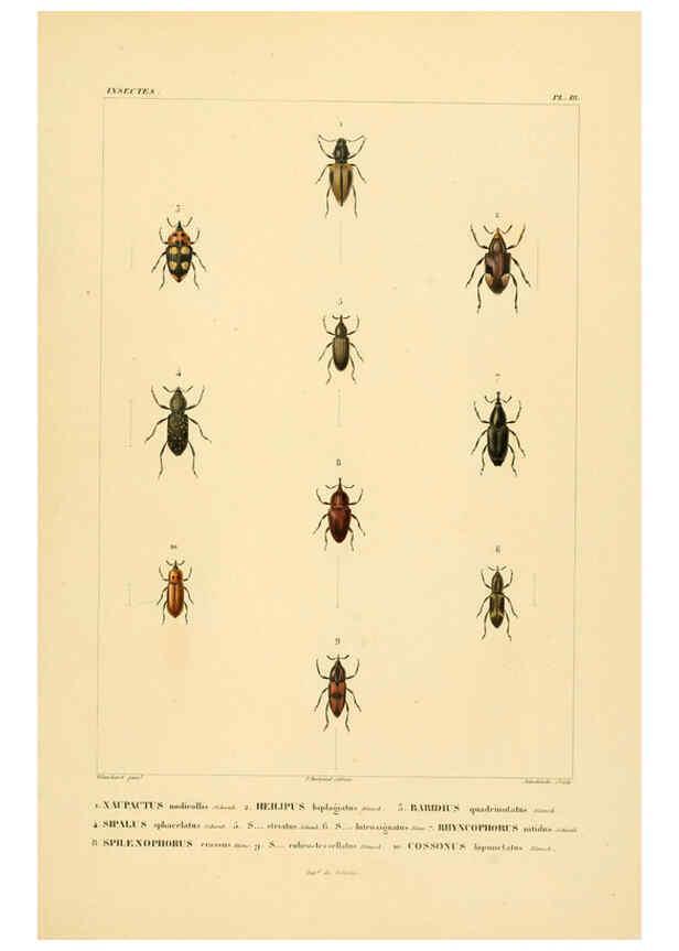 Reproducción/Reproduction 6303247734: Voyage dans l'Amérique Méridionale. v.9. Paris :Pitois-Levrault,1835-47