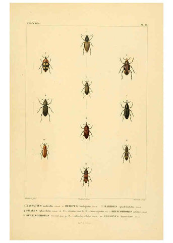 Reproducción/Reproduction 6303247734: Voyage dans l'Amérique Méridionale. v.9. Paris :Pitois-Levrault,1835-47