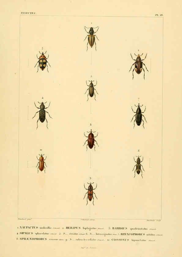 Reproducción/Reproduction 6303247734: Voyage dans l'Amérique Méridionale. v.9. Paris :Pitois-Levrault,1835-47