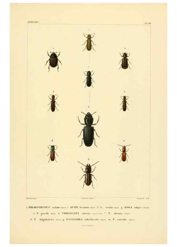 Reproducción/Reproduction 6303247960: Voyage dans l'Amérique Méridionale. v.9. Paris :Pitois-Levrault,1835-47